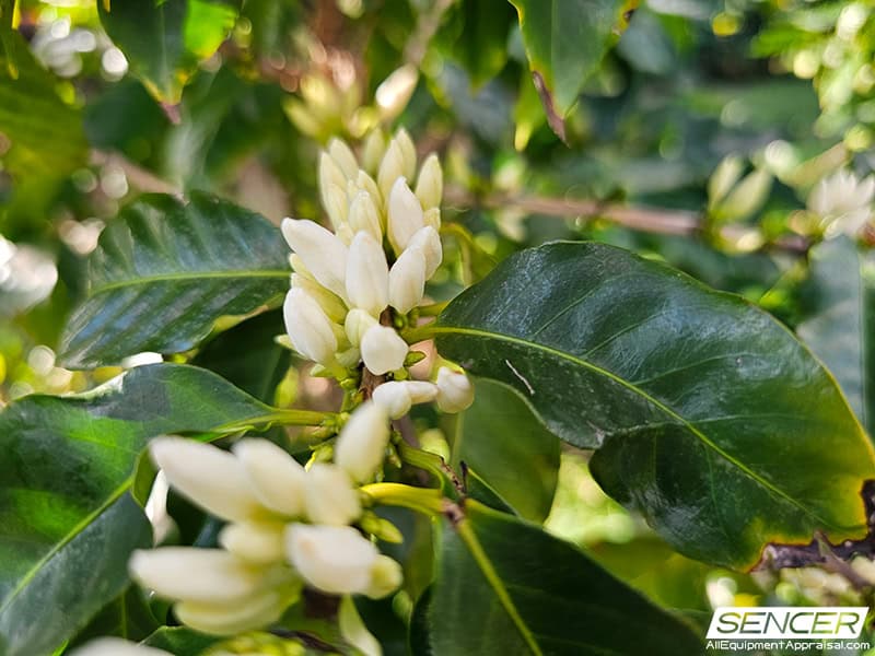 Coffee blossoms on a Kauai, Hawaii plantation