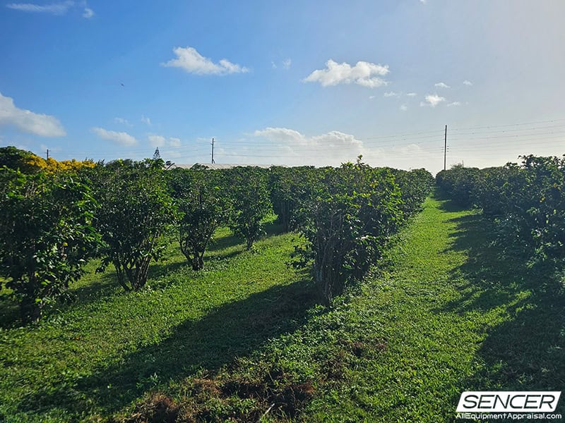 Rows of coffee plants at a plantation visited on Kauai, Hawaii