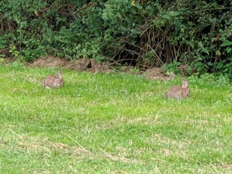 Rabbits on grass