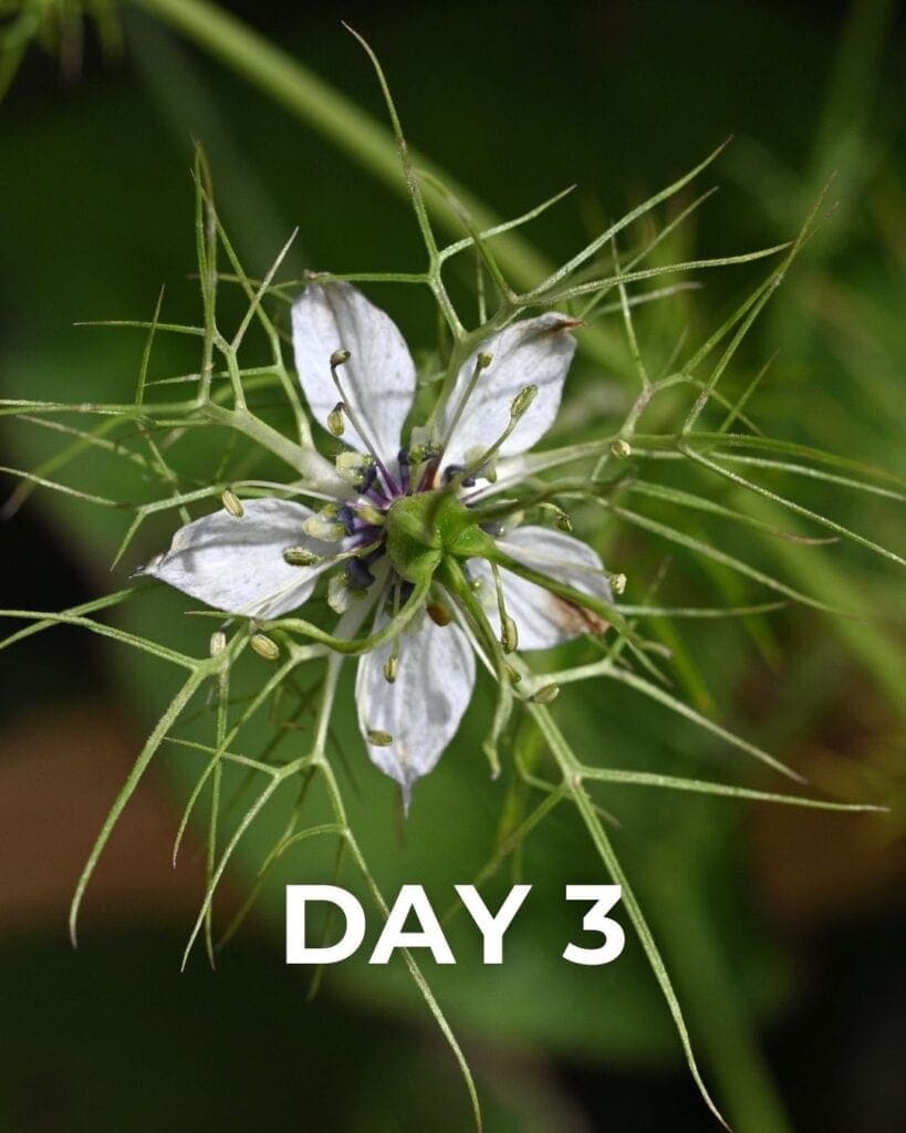 Black cumin plant in flower