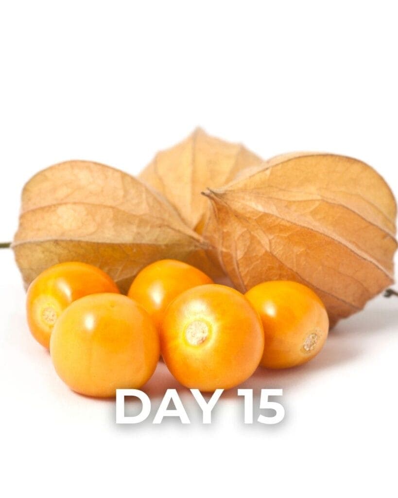 Dwarf Cape Gooseberry