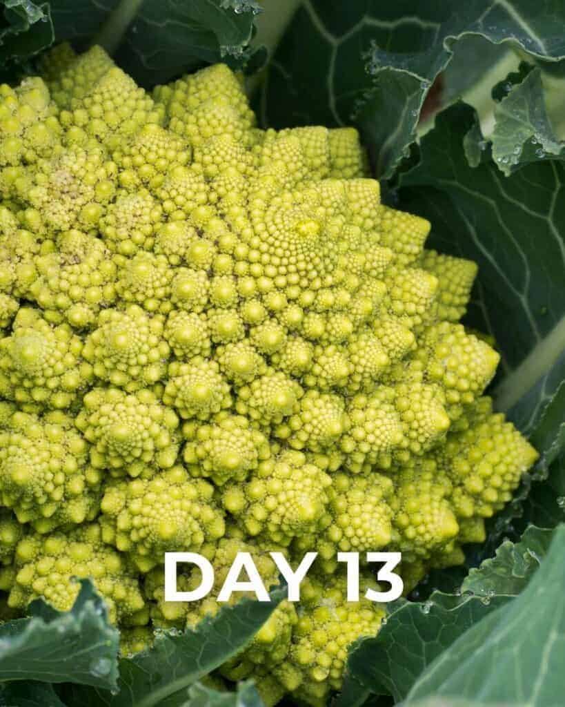 Cauliflower 'Romanesco Precoce'