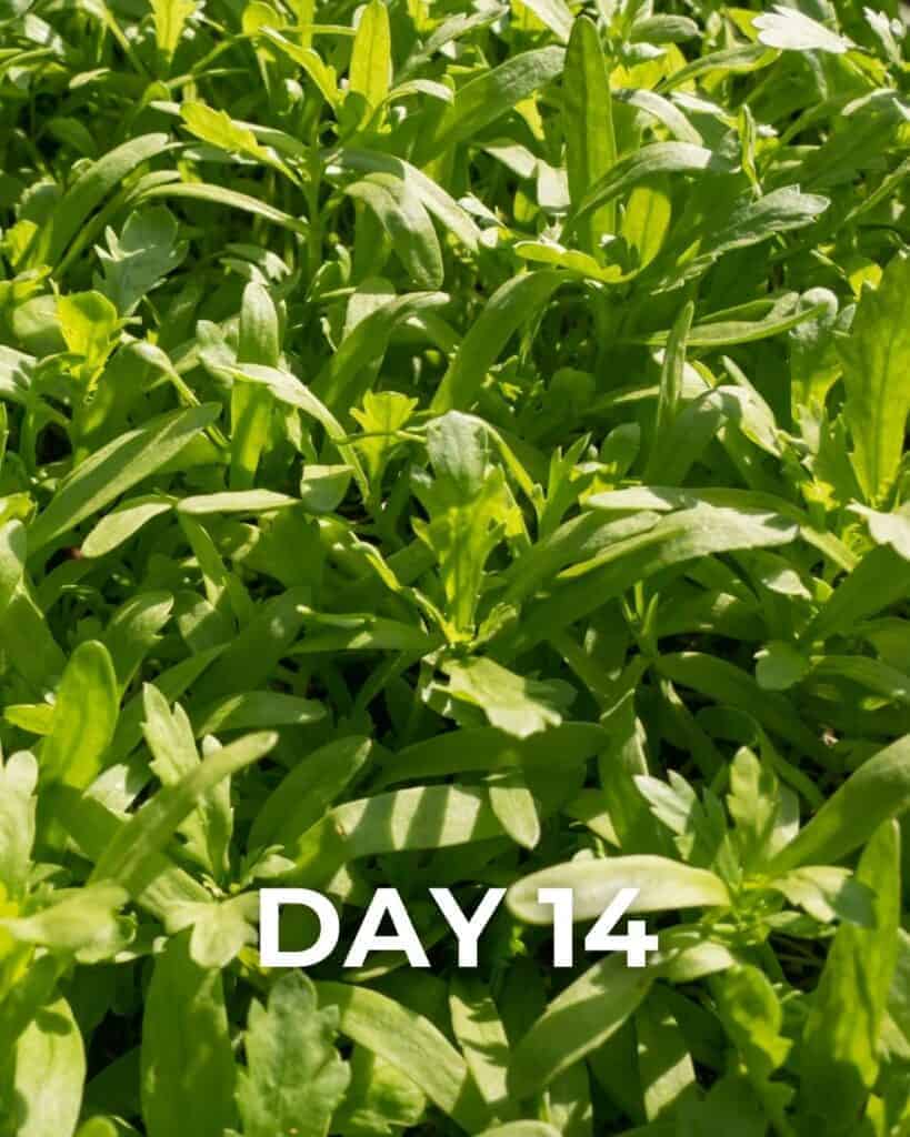 Chopsuey Green 'Shunkgiku'