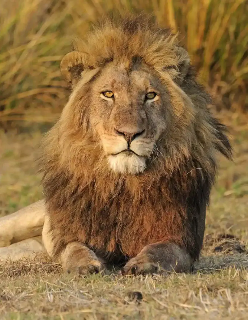 Zimbabwe Wildlife