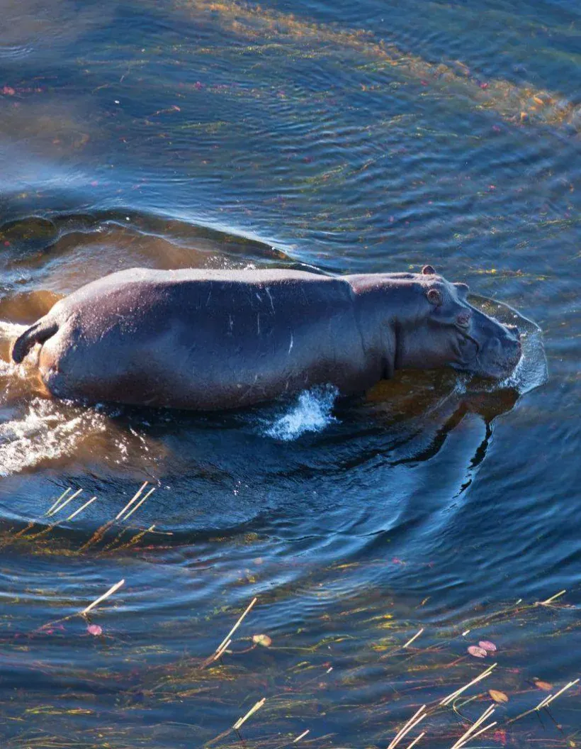 Zambezi River Wildlife Watching