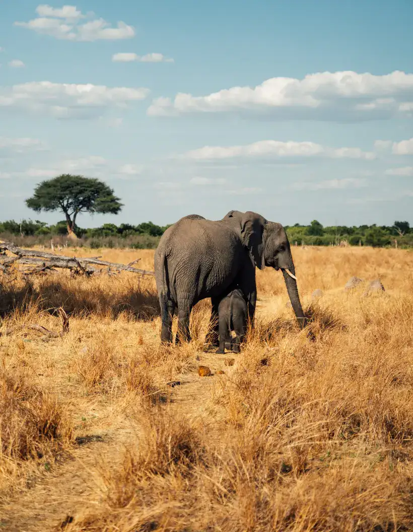 Elephant Interaction