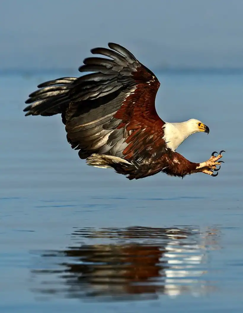 Zambezi River Birdlife