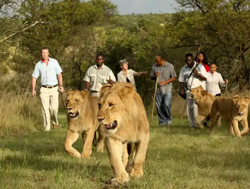 Lion Walks with Friends
