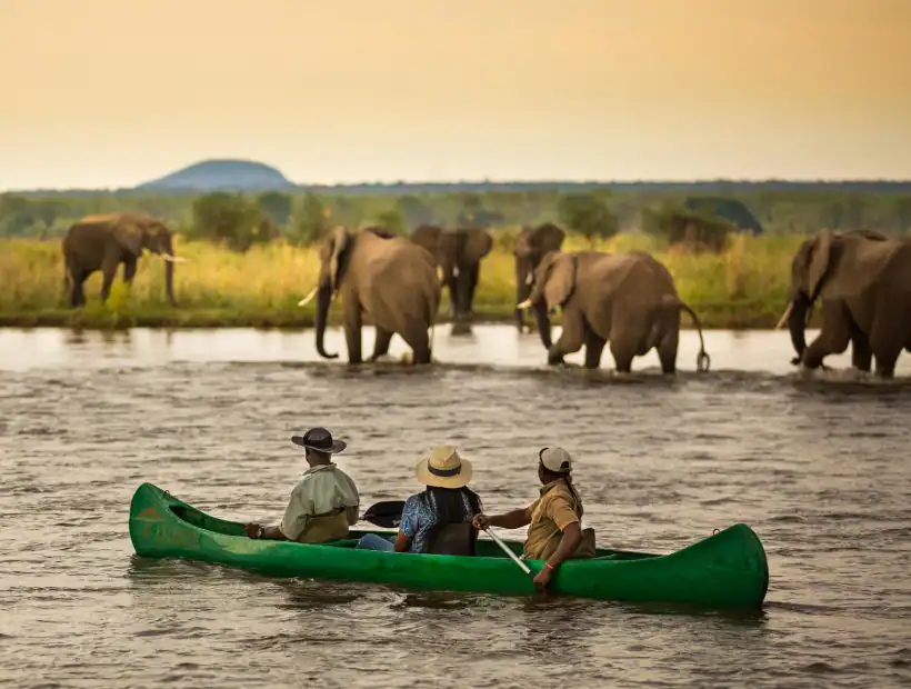 Zambia Wildlife