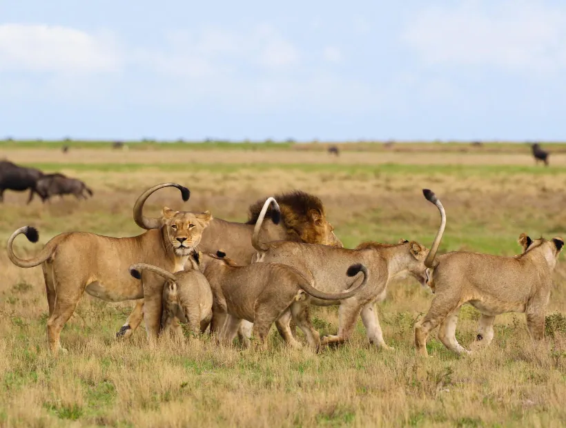 Zambia Wildlife