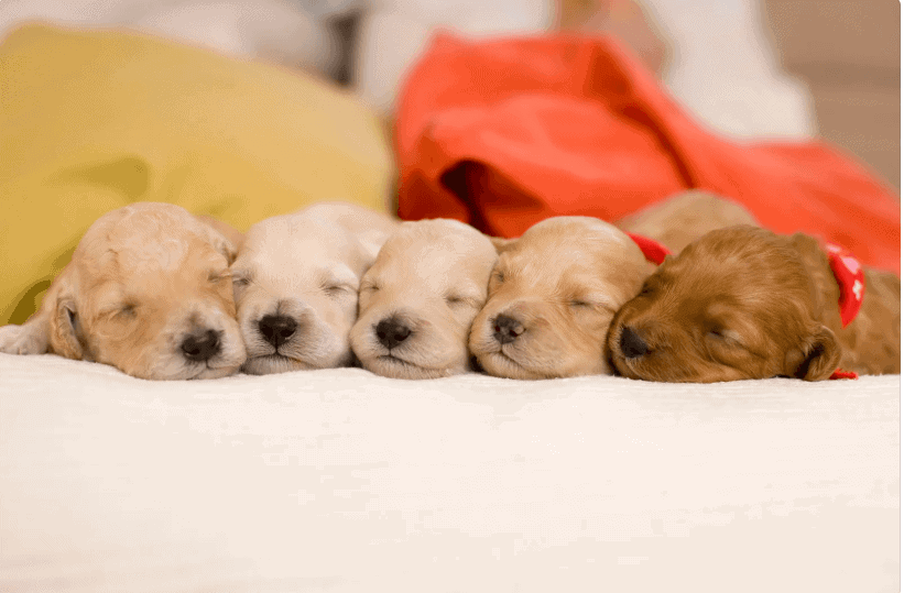 new puppy parents checklist