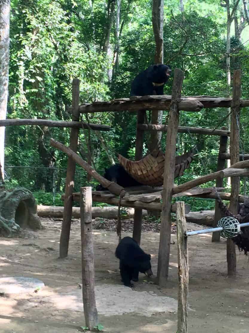 Kuang Si Bear Rescue Centre Asiatic Black Bears at the Bear Rescue Centre near Luang Prabang in Laos