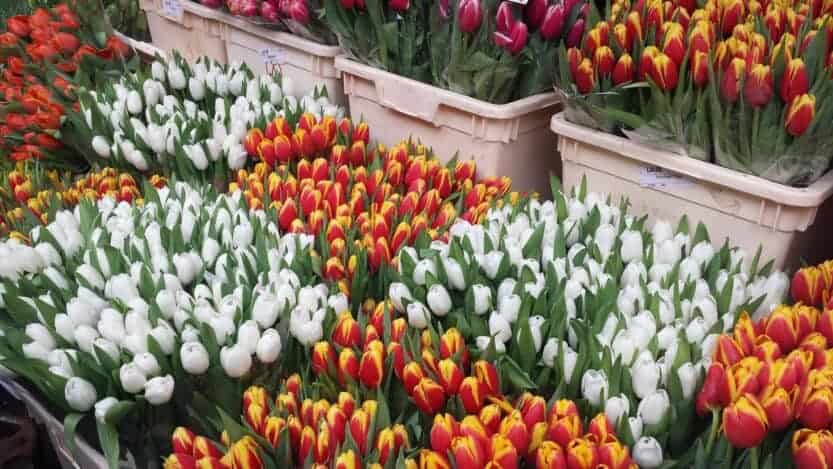 Colombia Road Flower Market in London White, orange and yellow tulips with green leaves in light pink plastic boxes at Colombia Road Flower Market in London