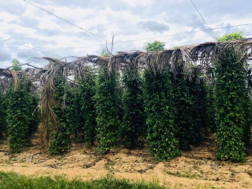 Pepper Plants at La Plantation near Kampot, Cambodia Pepper Plants at La Plantation near Kampot, Cambodia