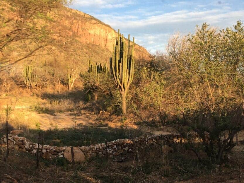 Giant Cacti in Copper Canyon, Mexico Giant Cacti in Copper Canyon, Mexico