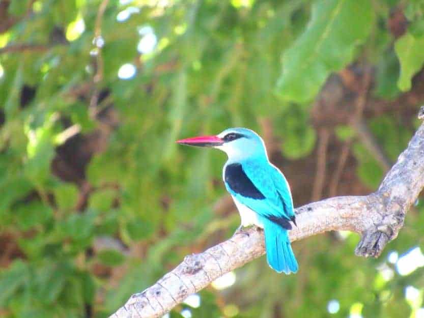 Best Time to Visit Tanzania for Birding, Woodland Kingfisher Best Time to Visit Tanzania for Birding, Image of Woodland Kingfisher