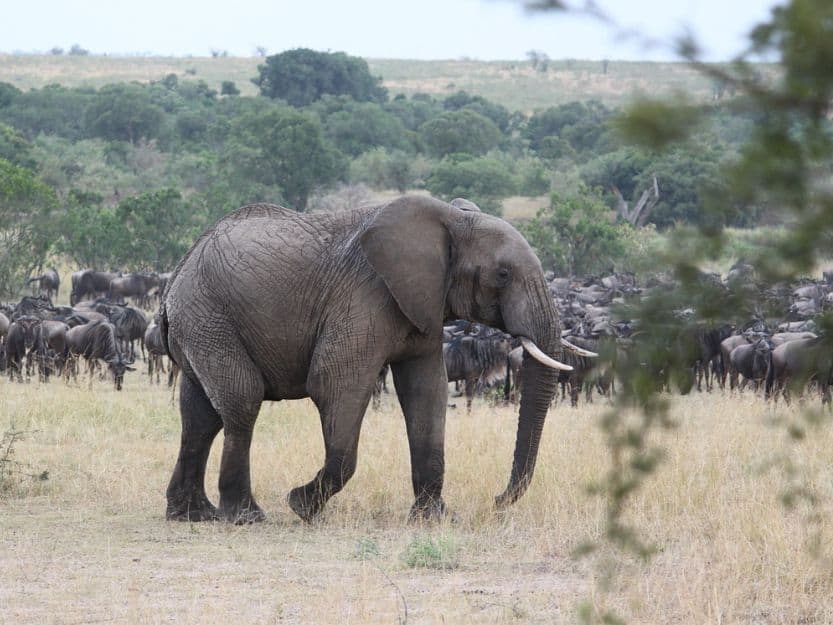 Elephant in Front of Herd of Wildebeest in Great Migration Kenya Elephant in front of a herd of wildebeest during great migration