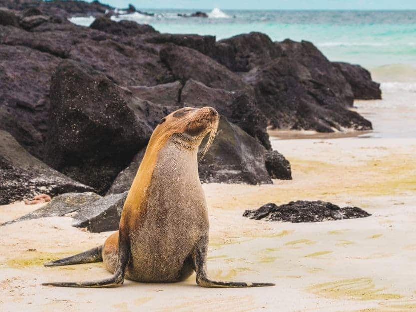 Galapagos Islands Cruise Sealion on a beach on a Galapagos Islands cruise