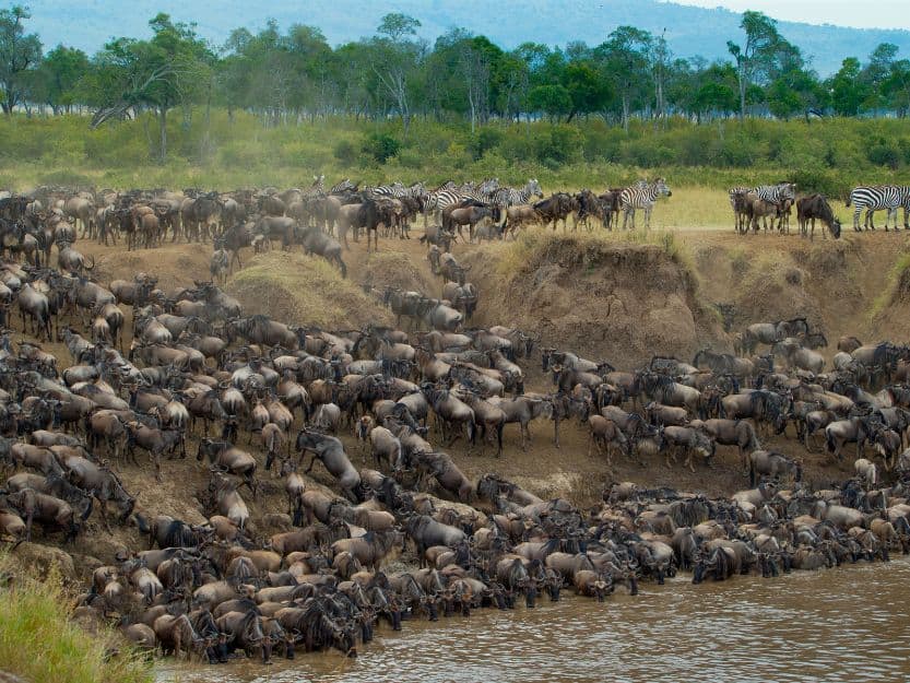 Great Migration in Kenya Great Migration in Kenya, Wildebeest and Zebra crossing a river