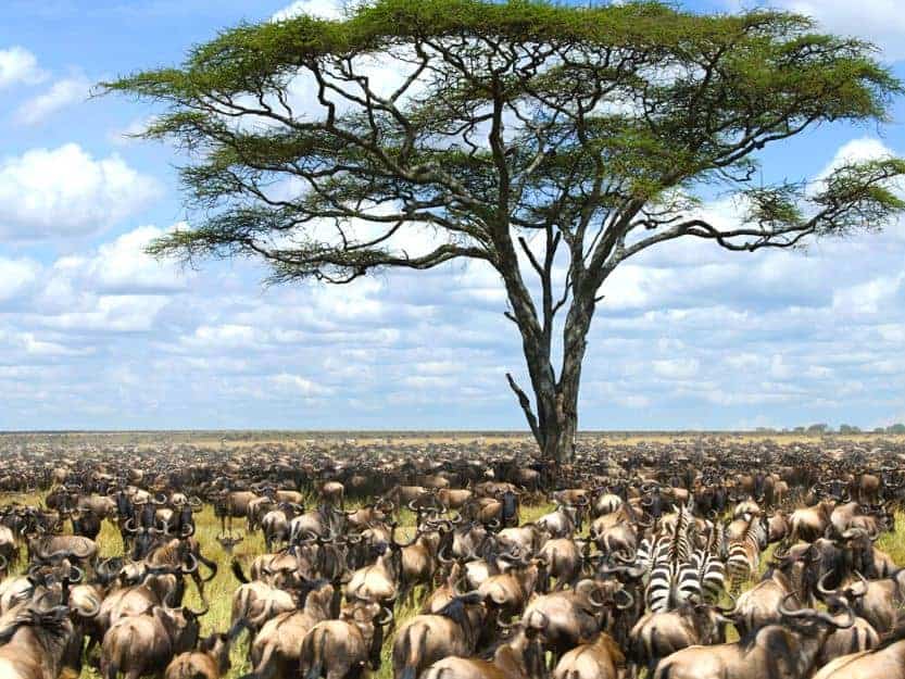 Herds of Wildebeest and Zebra in the Great Migration Kenya Herds of Wildebeest and Zebra under a tree during the great migration in Kenya