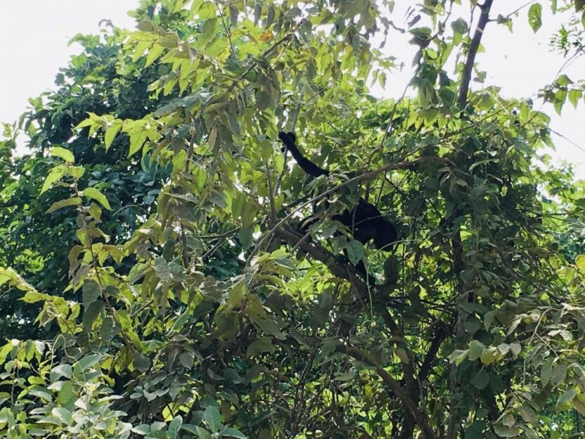 Howler Monkey in Costa Rica Howler Monkey in Costa Rica