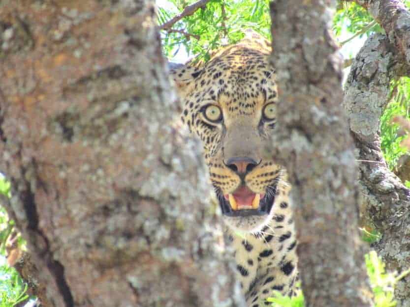 Leopard in the Serengeti in Tanzania Image of a leopard in the Serengeti, looking out from between tree branches