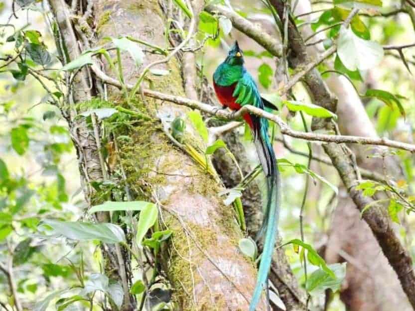 Male Quetzal Bird in Biotopo del Quetzal Male Quetzal Bird in Biotopo del Quetzal with bright green feathers and tail and red breast.