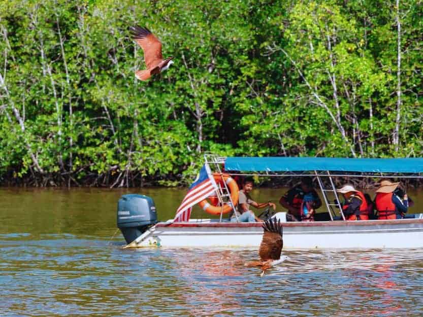 Motorboat on mangrove tour on the river in Langkawi with eagles in the foreground and mangroves in the background