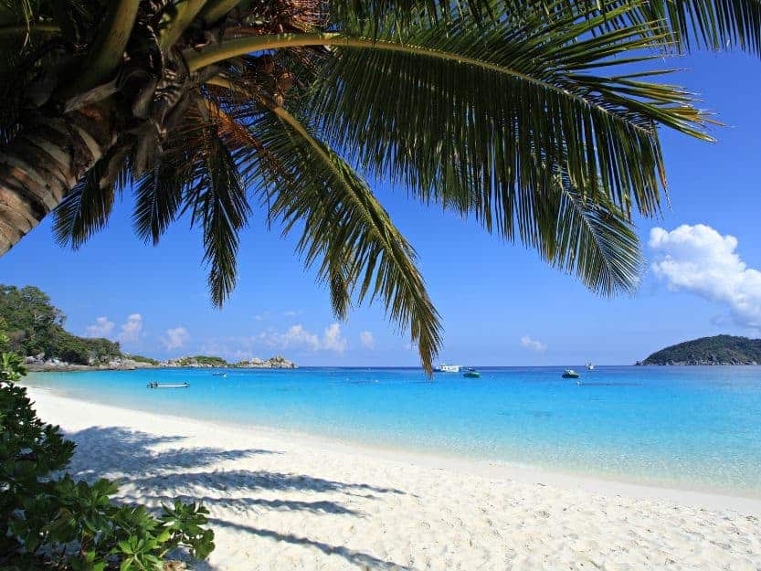 Palm Tree on a beach on Koh Tao Island. Big palm tree leaning over a white sand beach on Koh Tao Island in Thailand wit clear blue sea to the right.
