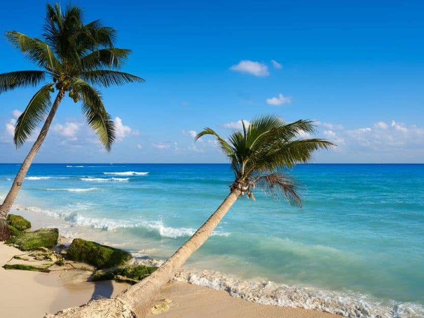 Playa del Carmen vs Cozumel Palm Trees on Beach Two plam trees on a white sand beach with blue sea and sky in the background.