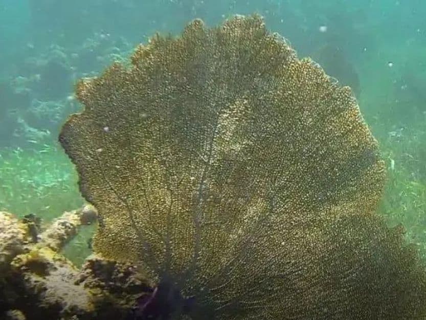 Sea Fern on Puerto Morelos Snorkelling Tour Sea fern on Puerto Morelos snorkelling tour