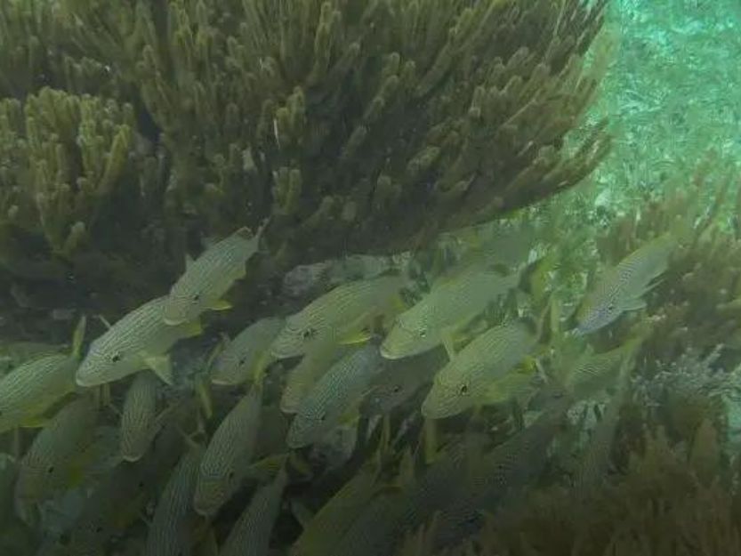 Shoal of Fish Seen Snorkelling Puerto Morelos Shoal of fish on snorkelling tour near Puerto Morelos