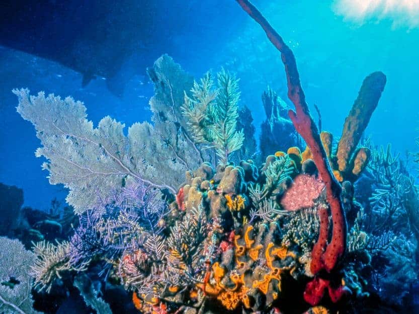 Snorkelling on Roatan Island in Honduras. Snorkelling colourful Mesoamerican Reef on Roatan Island in Honduras.