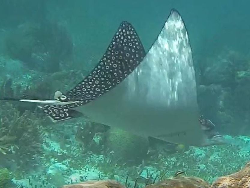 Spotted Eagle Ray on Puerto Morelos Snorkelling Tour Spotted Eagle Ray on Puerto Morelos snorkelling tour