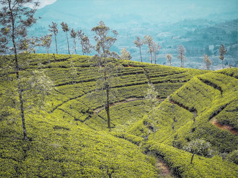 Tea Plantation View from the Kandy to Ella Train in Sri Lanka Lush, green, tea plantation views from the Kandy to Ella train in Sri Lanka.