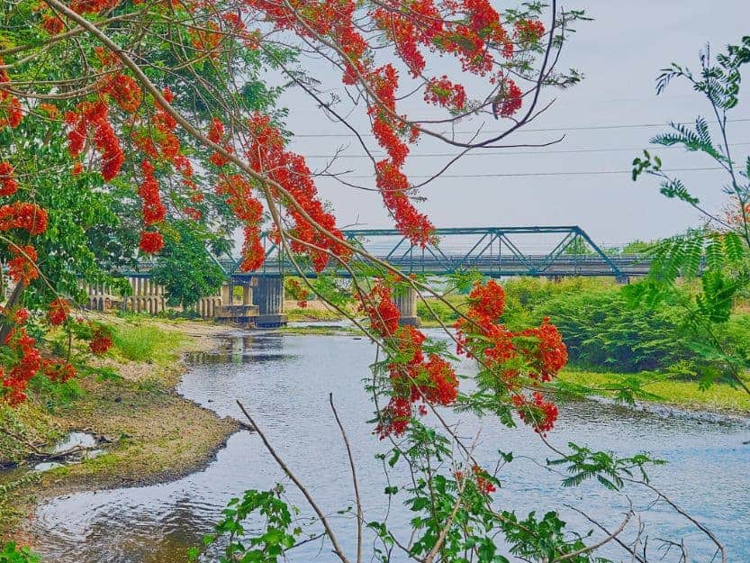 Tha Pai Memorial Bridge Metal Tha Pai Memorial Bridge in the background over the river with a tree with green leaves and bright red flowers in the foreground