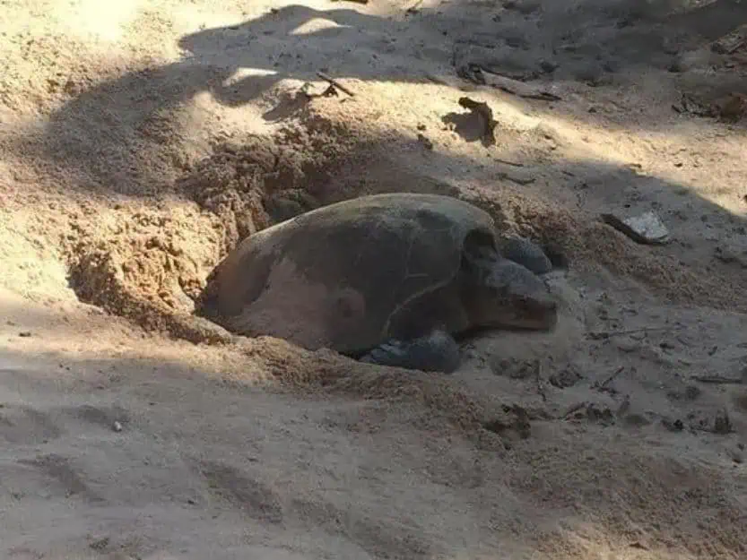 Turtle Laying Eggs on Rekawa Beach Turtle laying eggs on Rekawa Beach