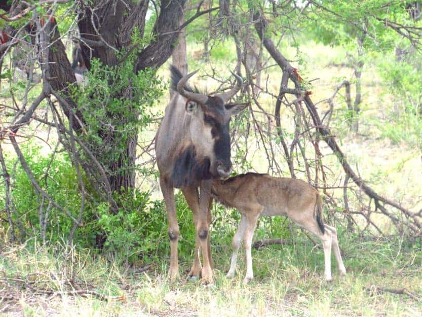 Wildebeest with a baby Namibia in Tanzania Wildebeest with a baby Namibia in Tanzania