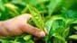 商標登録insideNews: Chinese beverage brand Molly Tea to appeal $15.2 million LV trademark ruling | Global Times