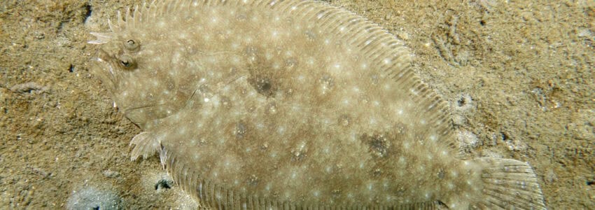 Flounder