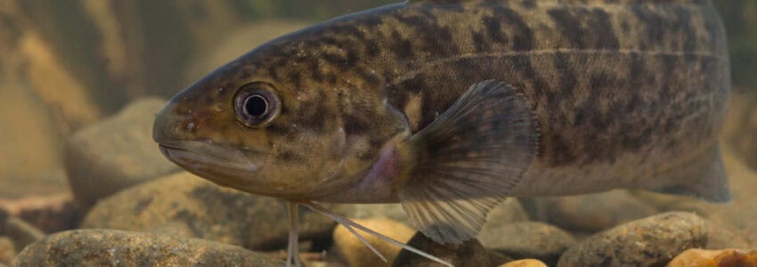 River Blackfish