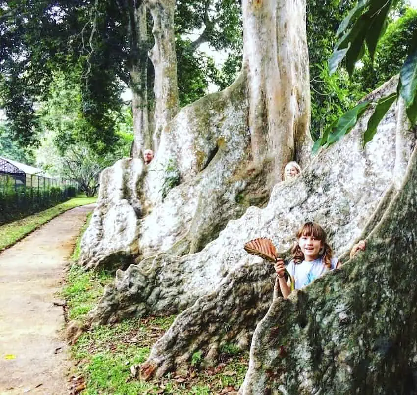 Almond trees, Botanical Gardens, Kandy, Sri Lanka Things to do in Kandy Sri Lanka with Kids, Almond trees, Botanical Gardens, Kandy, Sri Lanka