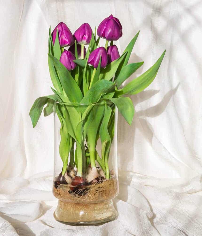 All You Need To Know About Growing Hydroponic Tulips