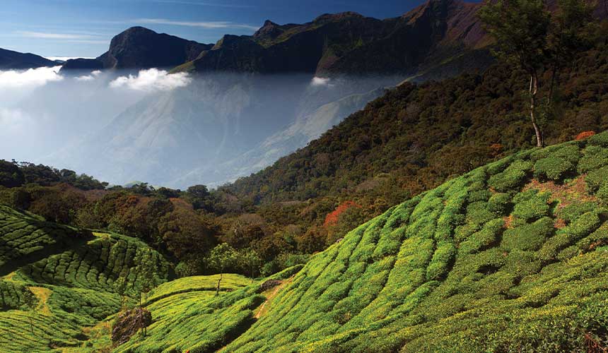 Munnar, located in the Western Ghats