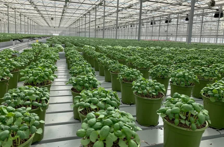 greenhouse with basil