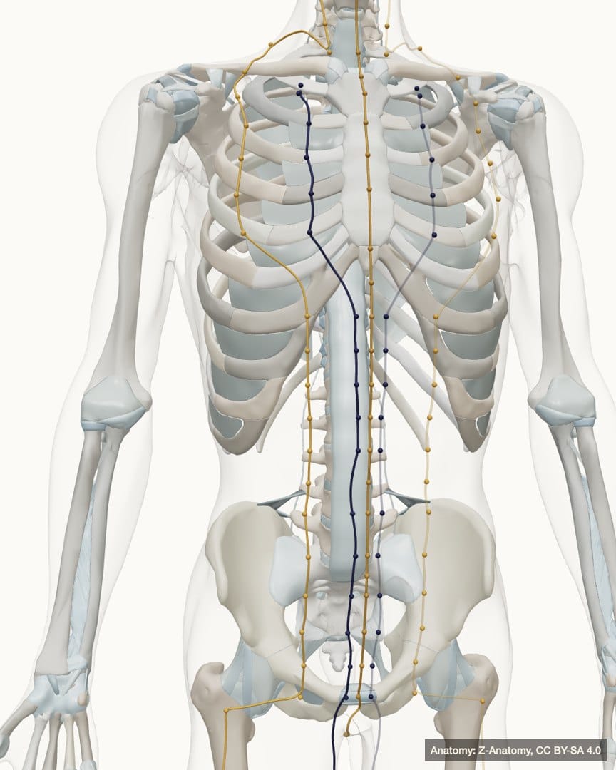 Three-dimensional anatomical render of the chest and abdomen with three channel pathways drawn over the ribs and spine