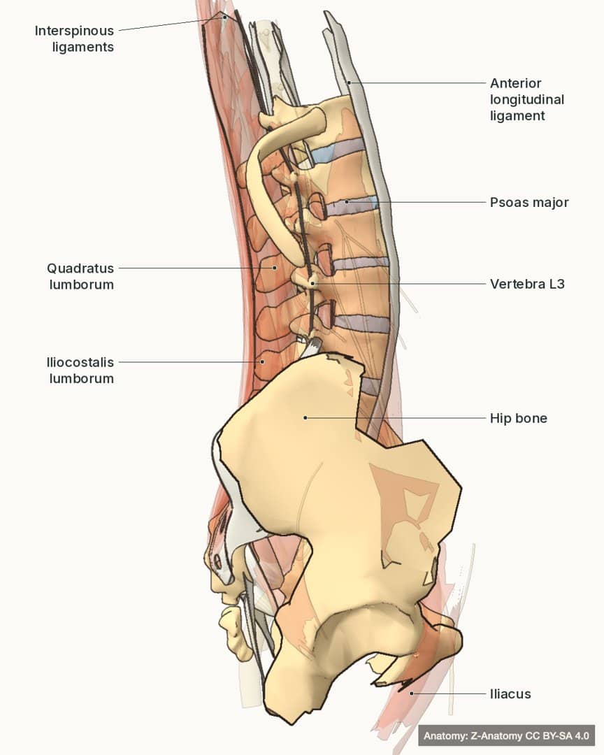 Anatomical render of the lower spine and pelvis showing the deep back muscles, ligaments and vertebrae with labels