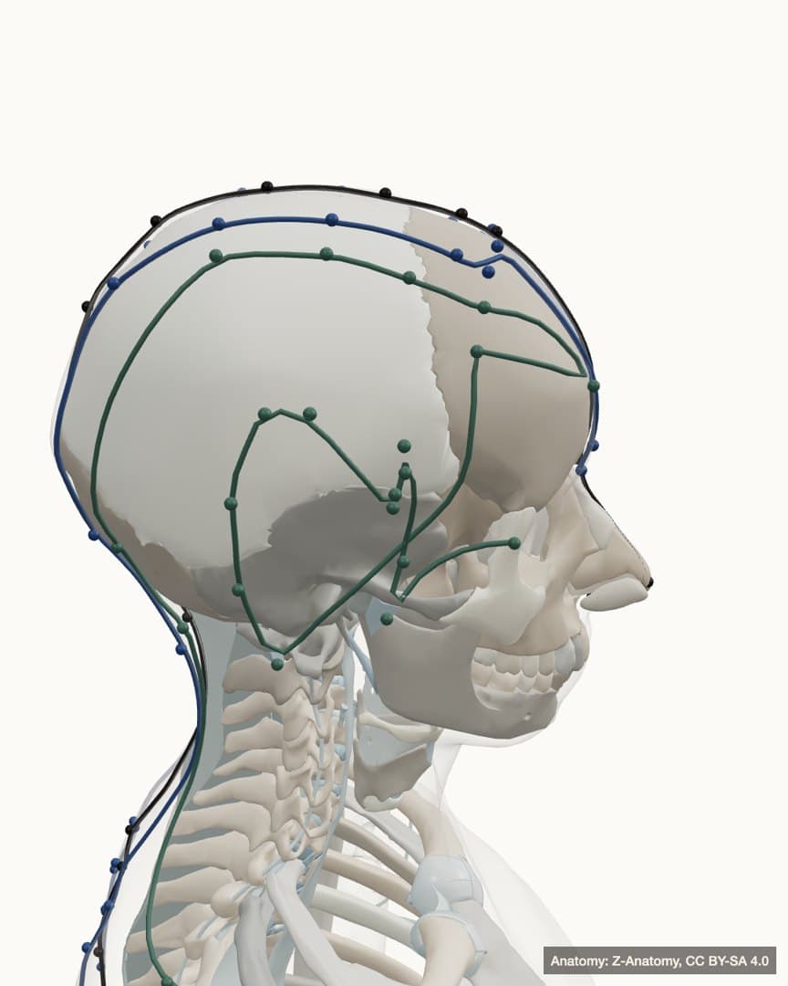 Three-dimensional anatomical render of the head and upper spine with channel lines running over the scalp