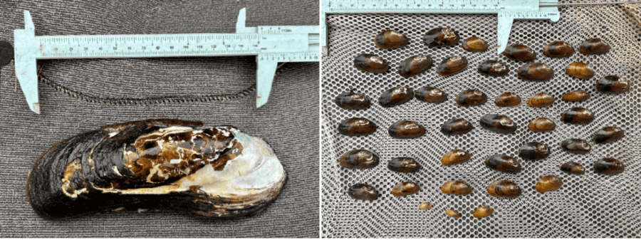 Salamander Mussel and Spectaclecase collected during Buffalo River survey in Tennessee