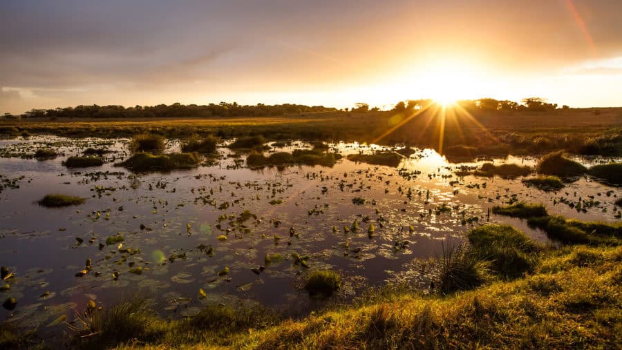 Wetlands at sunset with lily pads and marsh grasses reflecting golden light — illustrating the natural ecosystems EDGE Engineering helps protect through environmental permitting and compliance.